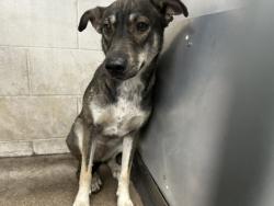 Shelter Stray Female Dog last seen Near BLOCK E HIGHLAND AVE, San Bernardino, CA 92401