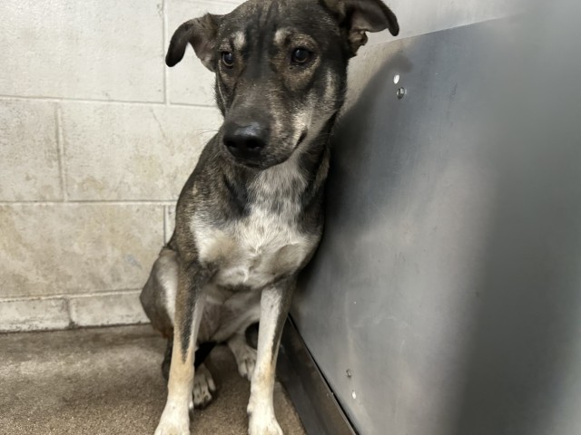 Shelter Stray Female Dog last seen Near BLOCK E HIGHLAND AVE, San Bernardino, CA 92401
