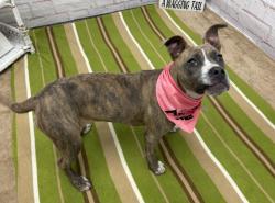 Shelter Stray Female Dog last seen Near BLOCK CLOVERLAWN ST, DETROIT, MI 48238, Detroit, MI 48211