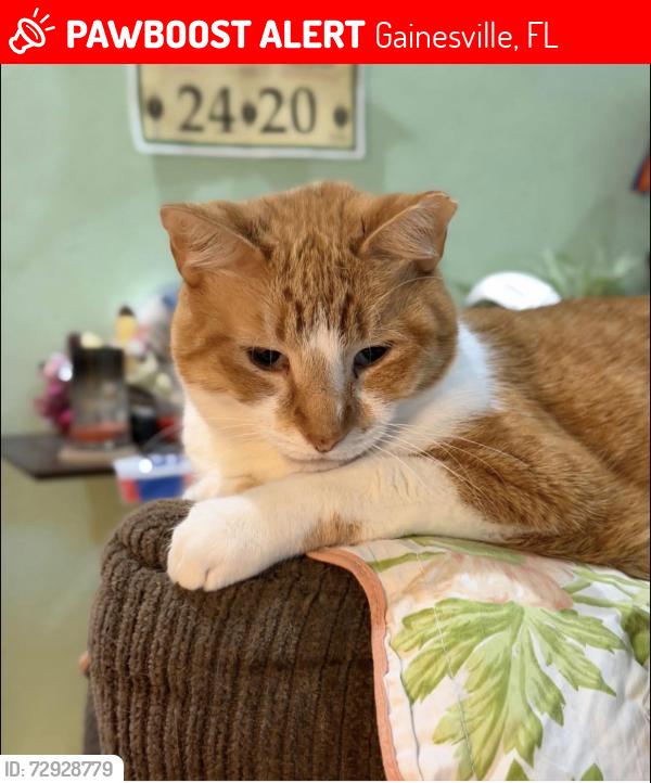 Lost Male Cat last seen Windsor off of 234 Gainesville , Gainesville, FL 32601