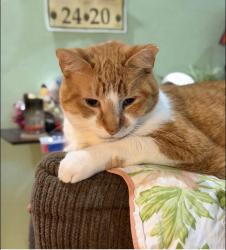 Lost Male Cat last seen Windsor off of 234 Gainesville , Gainesville, FL 32601
