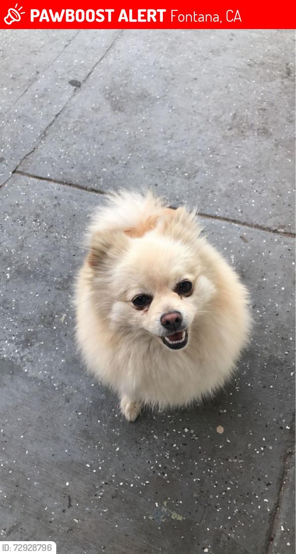 Lost Female Dog last seen Merrill ave, Fontana, CA 92335