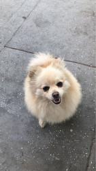 Lost Female Dog last seen Merrill ave, Fontana, CA 92335