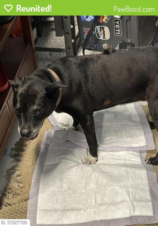Reunited Female Dog last seen Highway 221 , Woodruff, SC 29388
