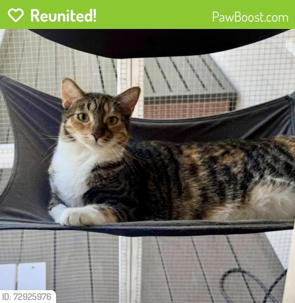 Reunited Female Cat last seen Santorino Ct in the Corners neighborhood , Livermore, CA 94550