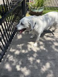 Reunited Male Dog last seen Near Yeager Elementary, Harris County, TX 77379