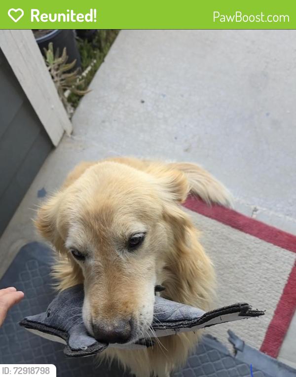 Reunited Male Dog last seen Main and timberlane, Hesperia, CA 92345