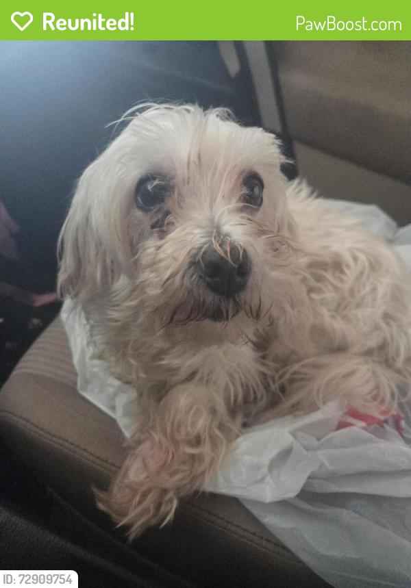 Reunited Female Dog last seen Highway I20, Edgecliff Village, TX 76134