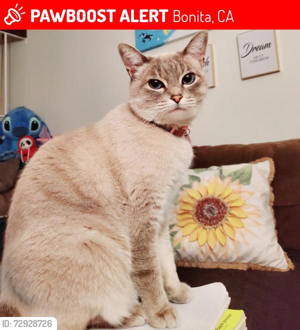 Lost Male Cat last seen Bontia view Bontia , Bonita, CA 91910