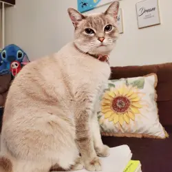 Lost Male Cat last seen Bontia view Bontia , Bonita, CA 91910