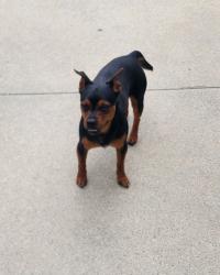 Reunited Male Dog last seen magill and chestynut, Fresno, CA 93710