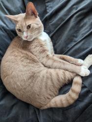Lost Male Cat last seen Southeast Outer Loop at the Houston Arboretum (29.759142, -95.449253), Houston, TX 77024