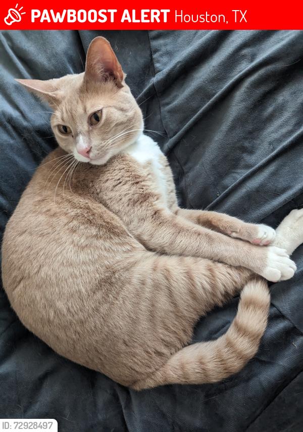 Lost Male Cat last seen Southeast Outer Loop at the Houston Arboretum (29.759142, -95.449253), Houston, TX 77024