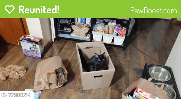 Reunited Female Cat last seen Polk Street , Minneapolis, MN 55421
