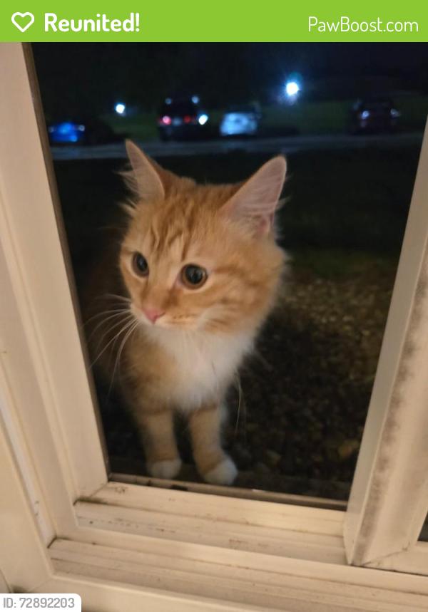 Reunited Unknown Cat last seen Hearne rd off Rybolt off Harrison ave, Cincinnati, OH 45248