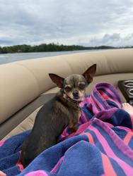 Lost Female Dog last seen Willow way , Roswell, GA 30076