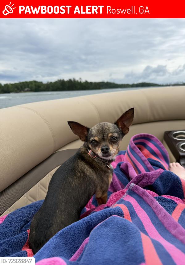 Lost Female Dog last seen Willow way , Roswell, GA 30076