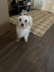 Found/Stray Female Dog last seen Hulen st, Fort Worth, TX 76133