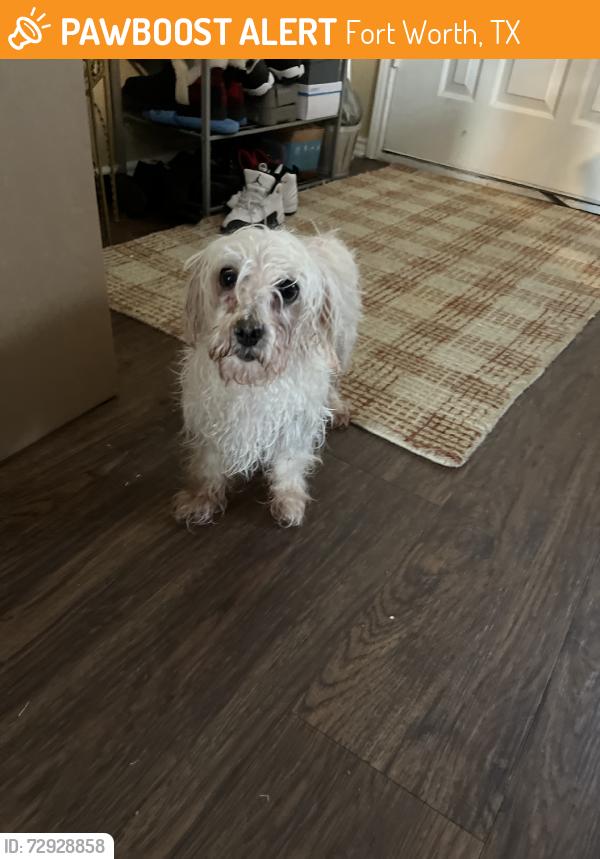 Found/Stray Female Dog last seen Hulen st, Fort Worth, TX 76133