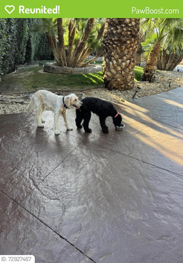 Reunited Female Dog last seen Rainbow & West El Campo Grande Ave, North Las Vegas, NV 89031