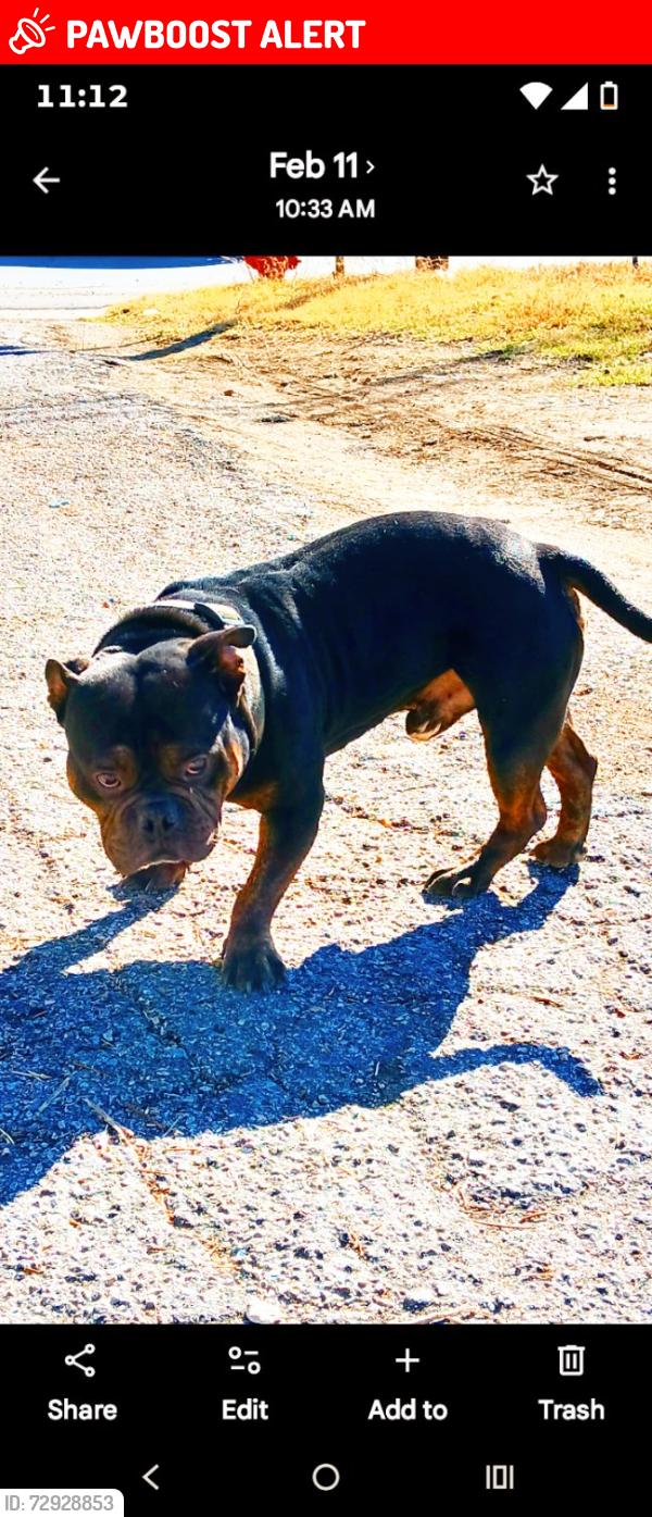 Lost Male Dog last seen Gibbs dr, White Settlement, TX 76108