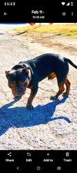 Lost Male Dog last seen Gibbs dr, White Settlement, TX 76108