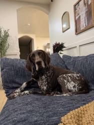 Reunited Male Dog last seen Near ave sw 128 st, Miami, FL 33176