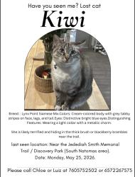 Reunited Female Cat last seen Last seen near the Jediah Smith Memorial Trail, discovery Park South in Natomas area, Sacramento, CA 95833