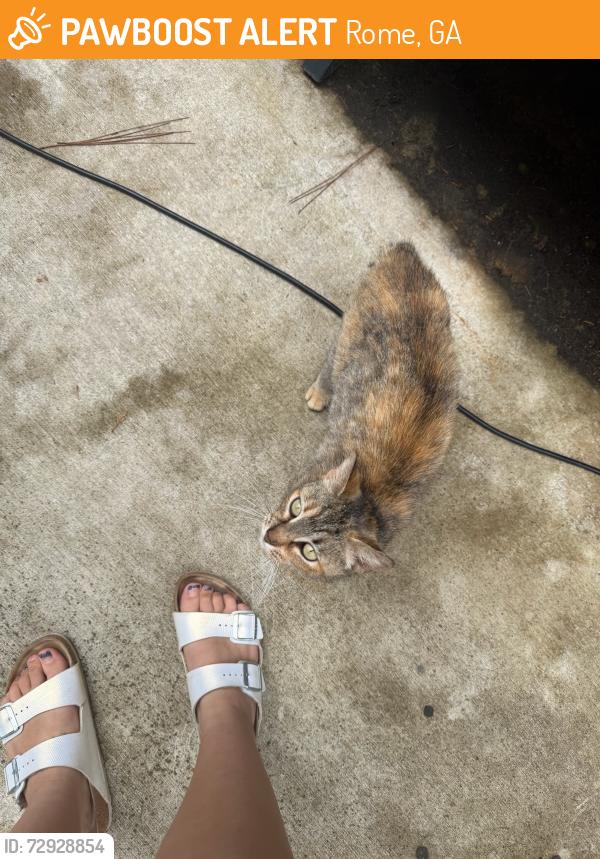 Found/Stray Female Cat last seen Callier Springs Rd and Mtn View Rd SE, Rome, GA 30161