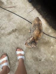 Found/Stray Female Cat last seen Callier Springs Rd and Mtn View Rd SE , Rome, GA 30161