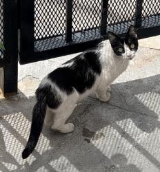 Found/Stray Unknown Cat last seen Broadway & Lime, Long Beach, CA 90813