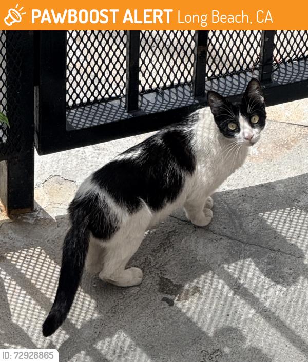 Found/Stray Unknown Cat last seen Broadway & Lime, Long Beach, CA 90813