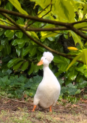 Lost Female Bird last seen Castlegate Dr. and Smith Springs Rd., Nashville, TN 37217