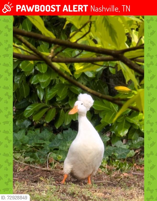 Lost Female Bird last seen Castlegate Dr. and Smith Springs Rd., Nashville, TN 37217