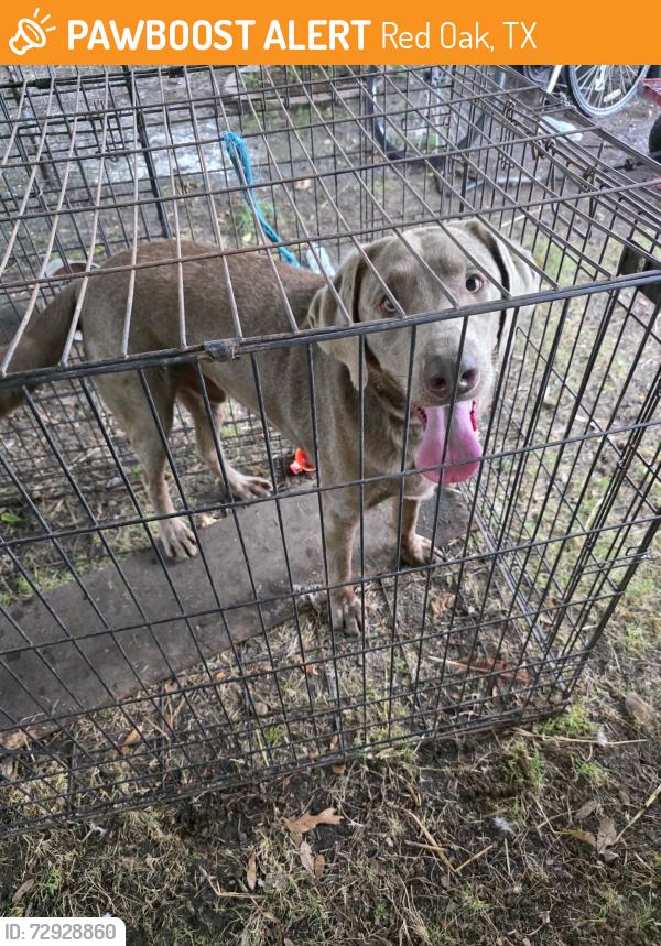 Found/Stray Unknown Dog last seen Pierce and pratt road, Red Oak, TX 75154