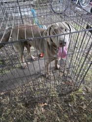 Found/Stray Unknown Dog last seen Pierce and pratt road, Red Oak, TX 75154