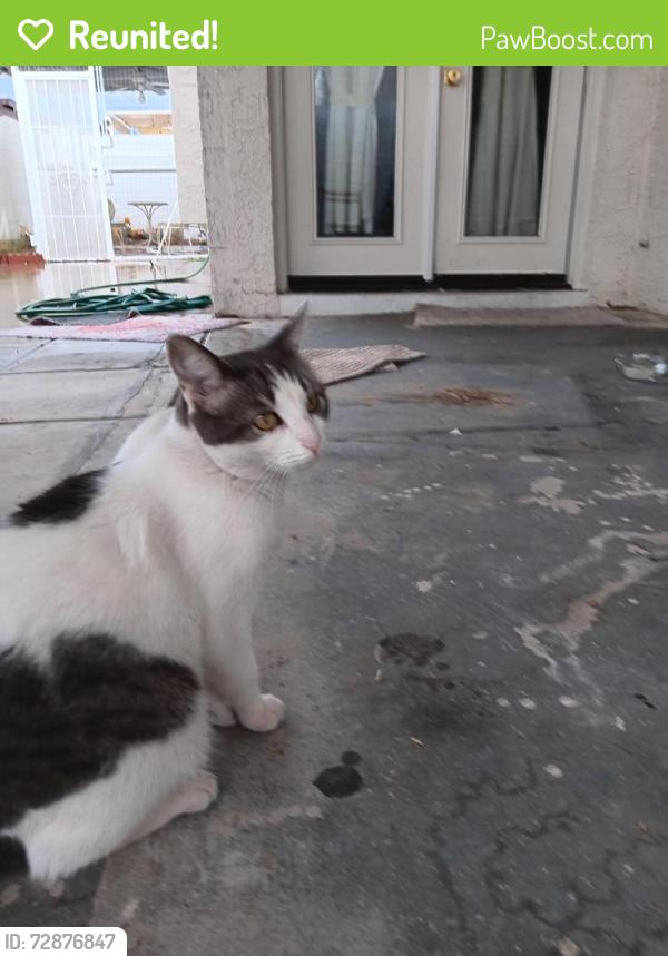 Reunited Female Cat last seen 9th Street and Grovers, Phoenix, AZ 85022