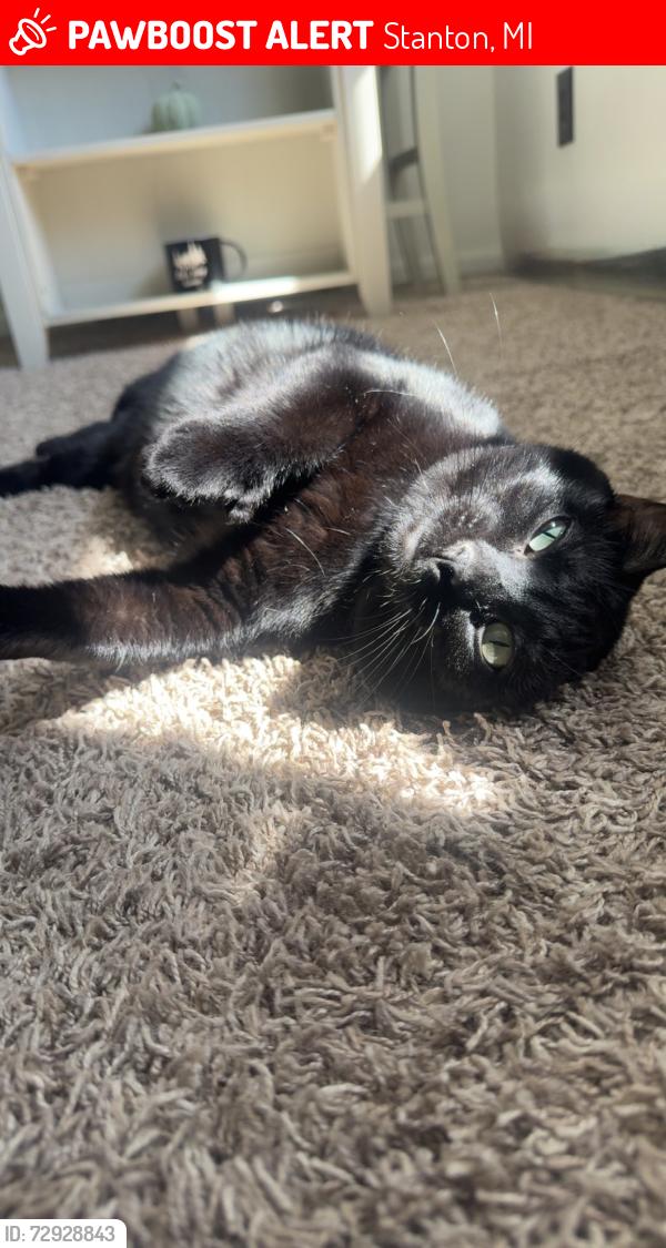 Lost Female Cat last seen Grove st , Stanton, MI 48888