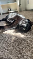Lost Female Cat last seen Grove st , Stanton, MI 48888