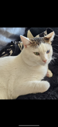 Reunited Male Cat last seen Santa Monica college campus, Santa Monica, CA 90404