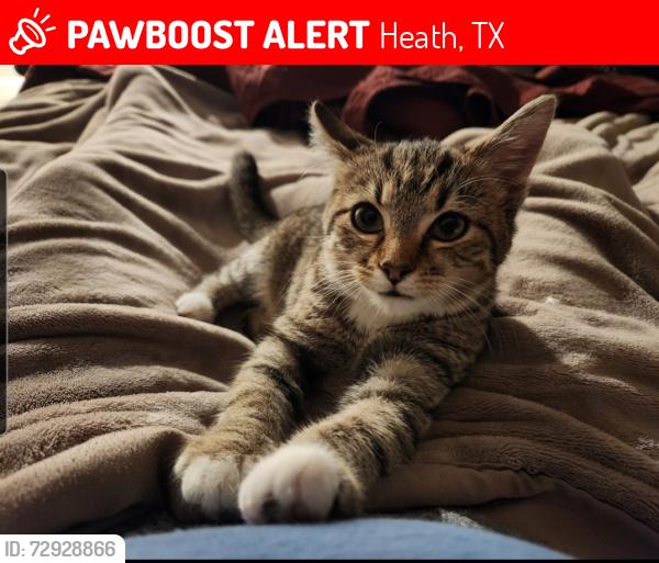 Lost Female Cat last seen Trophy, governors, fm740, Heath, TX 75126