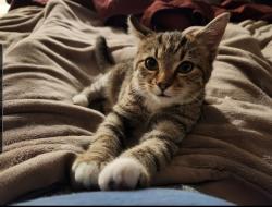 Lost Female Cat last seen Trophy, governors, fm740, Heath, TX 75126
