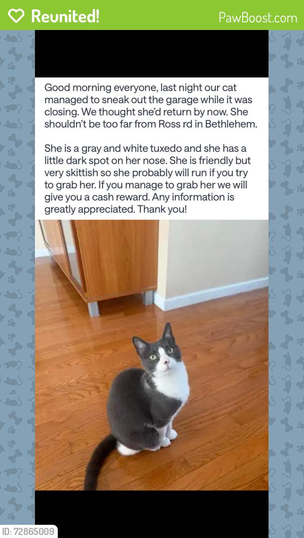 Reunited Female Cat last seen Ross Rd, Bethlehem, PA 18020
