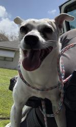 Reunited Unknown Dog last seen Port St. Lucie, Port St. Lucie, FL 34986