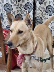 Lost Male Dog last seen Animal rain basera, Delhi, DL 110091