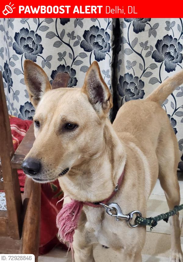 Lost Male Dog last seen Animal rain basera, Delhi, DL 110091