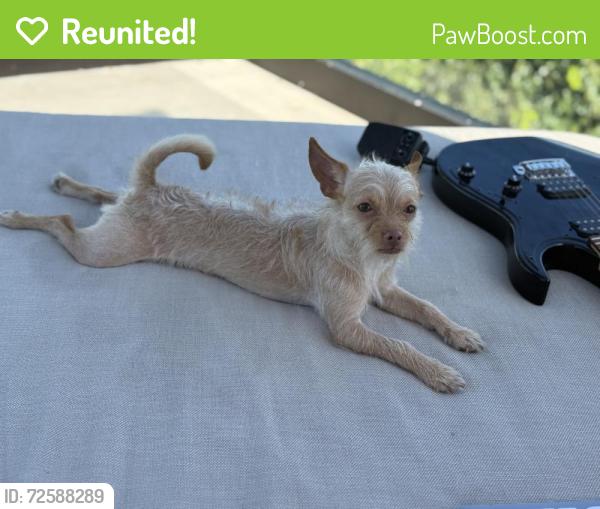 Reunited Male Dog last seen Woodman and Victory , Los Angeles, CA 91402