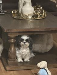 Lost Female Dog last seen 11st nw , Albuquerque, NM 87104