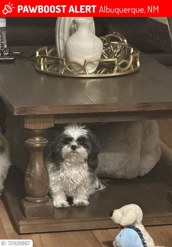 Lost Female Dog last seen 11st nw , Albuquerque, NM 87104