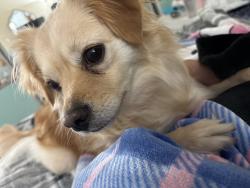 Reunited Female Dog last seen Pittsburg, Pittsburg, CA 94565